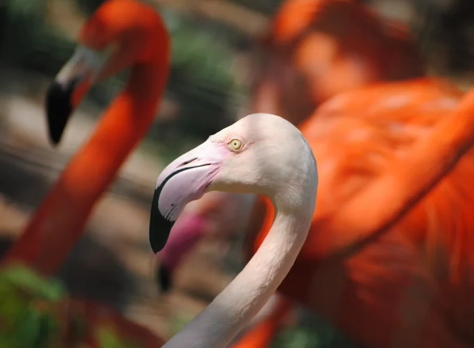 Paphos Zoo